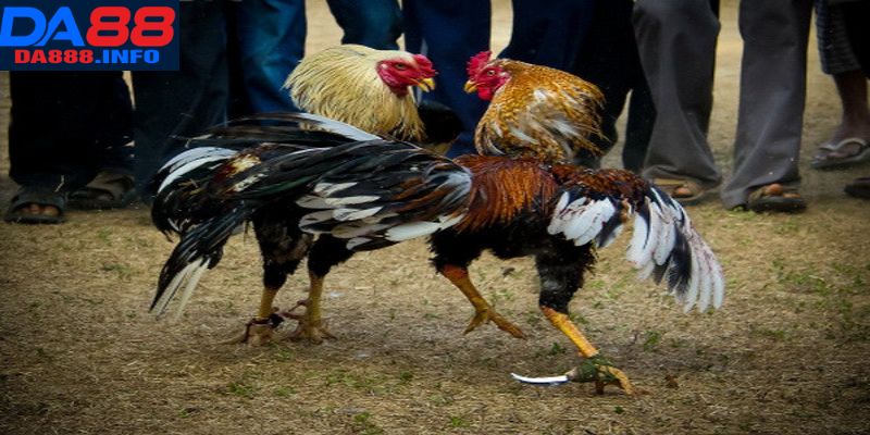 Bí quyết giành vị trí hàng đầu