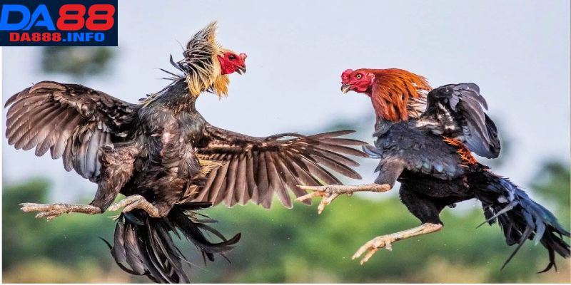 Chiến thuật cần nhớ để áp dụng chuẩn 