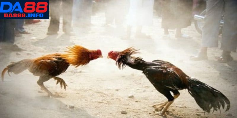 Cung cấp nhiều giải đấu đỉnh cao