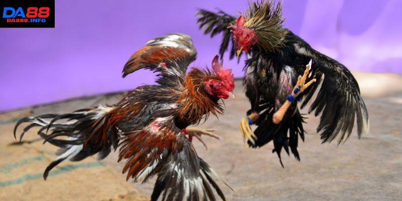 Đá gà DA88 tạo không gian xanh chín, chất lượng tối ưu 