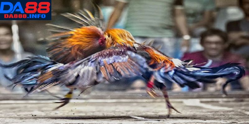 Đá gà tre Da88 có vô số điểm đáng khen ngợi