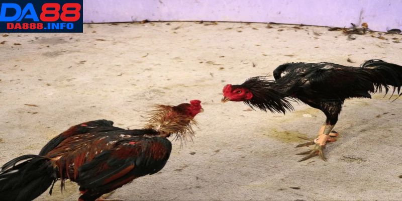 Giới thiệu về hình thức đá gà Thomo Da88