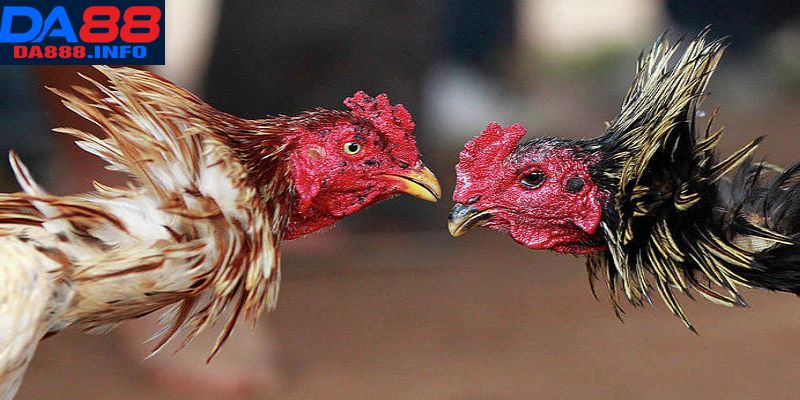 Sơ lược về hình thức đá gà nòi