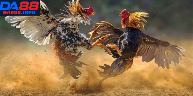 Thông tin liên quan tới đá gà đòn