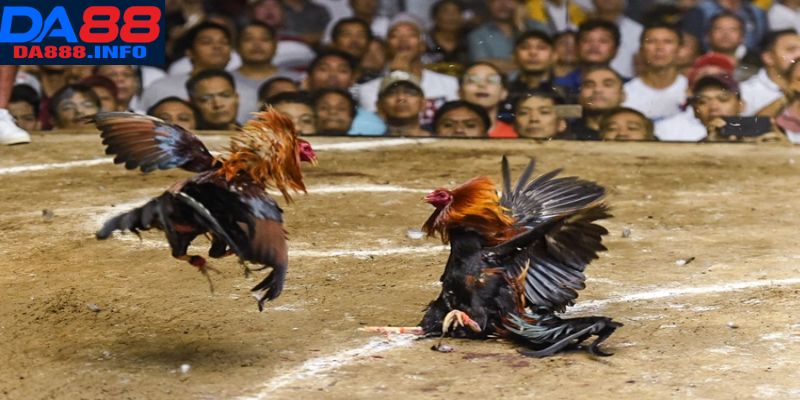 Tìm hiểu đá gà cựa tròn