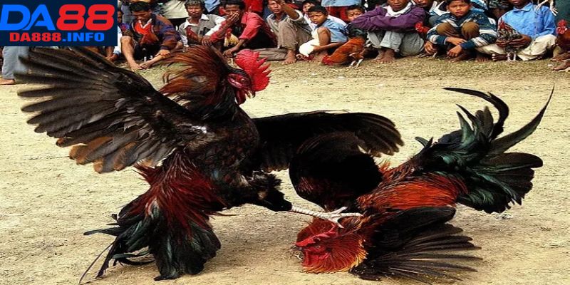 Tìm hiểu luật lệ tham gia cơ bản