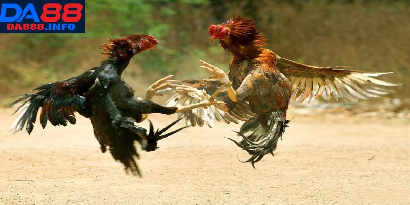 Từng bước trải nghiệm đá gà cựa tròn Da88